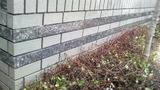 P1000254 (500x281)