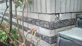 P1000253 (500x281)