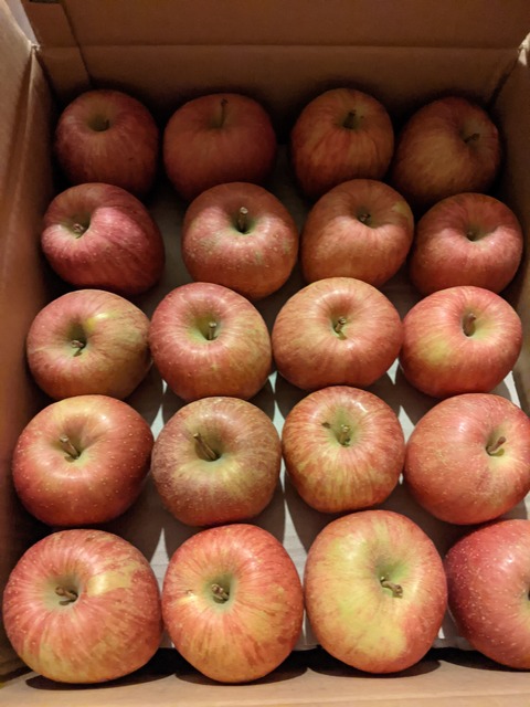 ふるさと納税　りんご10kg届きました