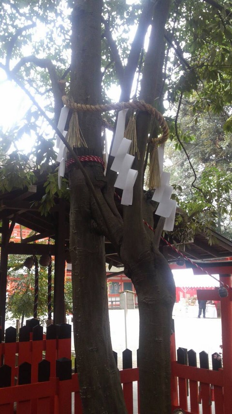 京都、下鴨神社２