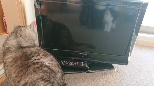 にゃんズの母 パナソニックtv th 32g300とブルーレイディス にゃんズの母 パナソニックtv th 32g300とブルーレイディス