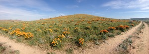 IMG_5278