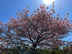 IMG_3661