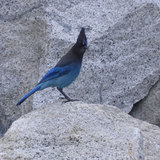 bule bird