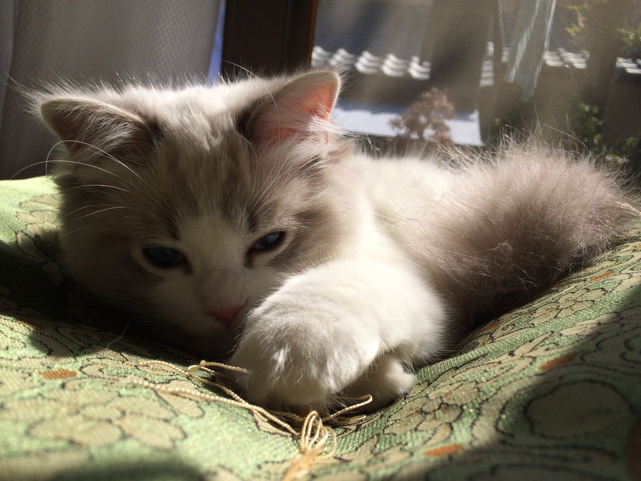 野良猫侵入 ラグドール ピカリン とドカ親父の気まぐれ日記