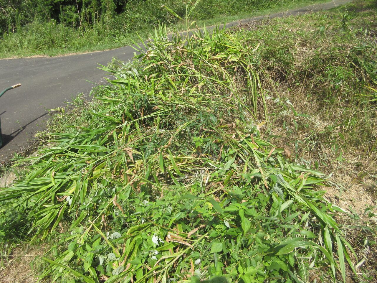 ミョウガの収穫と移植 まるあん菜園