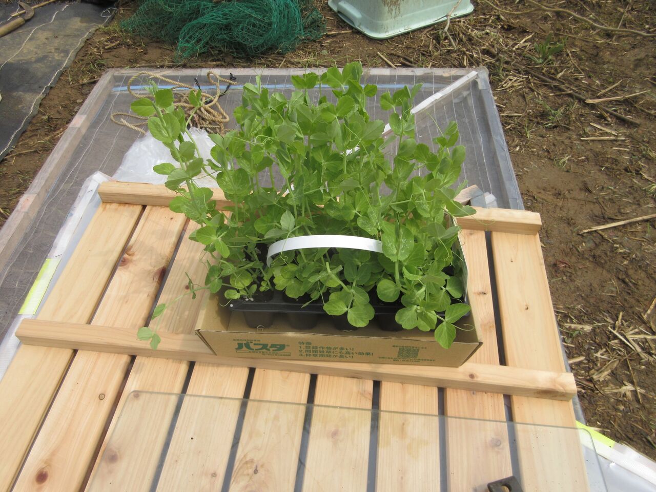 スナップエンドウ補植 ジャガイモの芽が出ました まるあん菜園