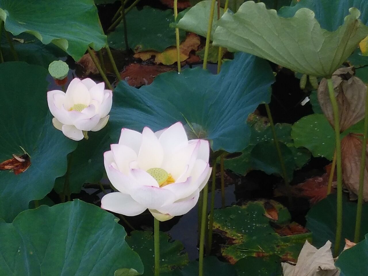 ハスの花 風に吹かれて