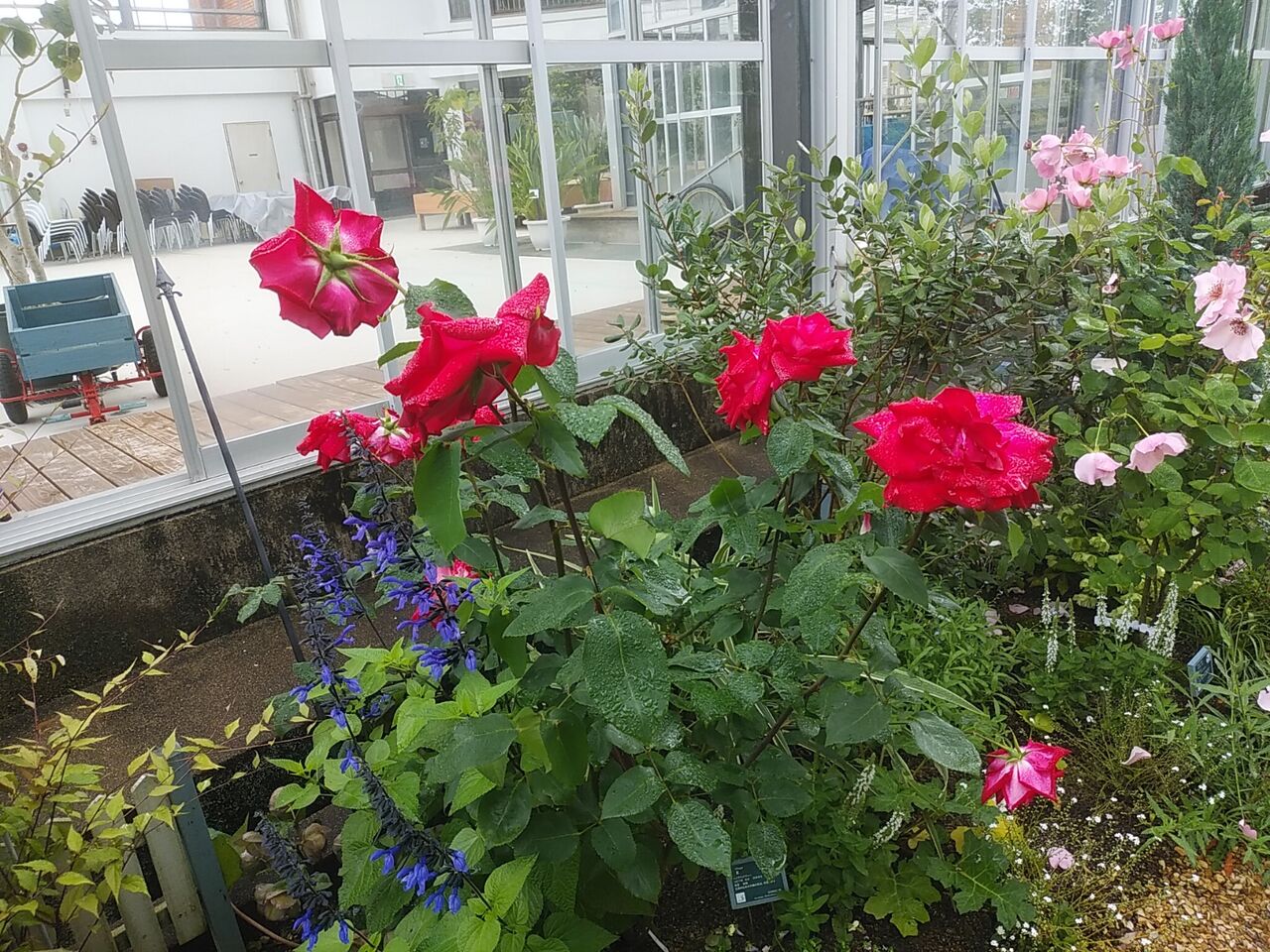 ローザンローズガーデン 花畑園芸公園 風に吹かれて