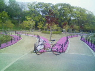 芝桜 大阪城公園 風に吹かれて 芝桜 大阪城公園 風に吹かれて