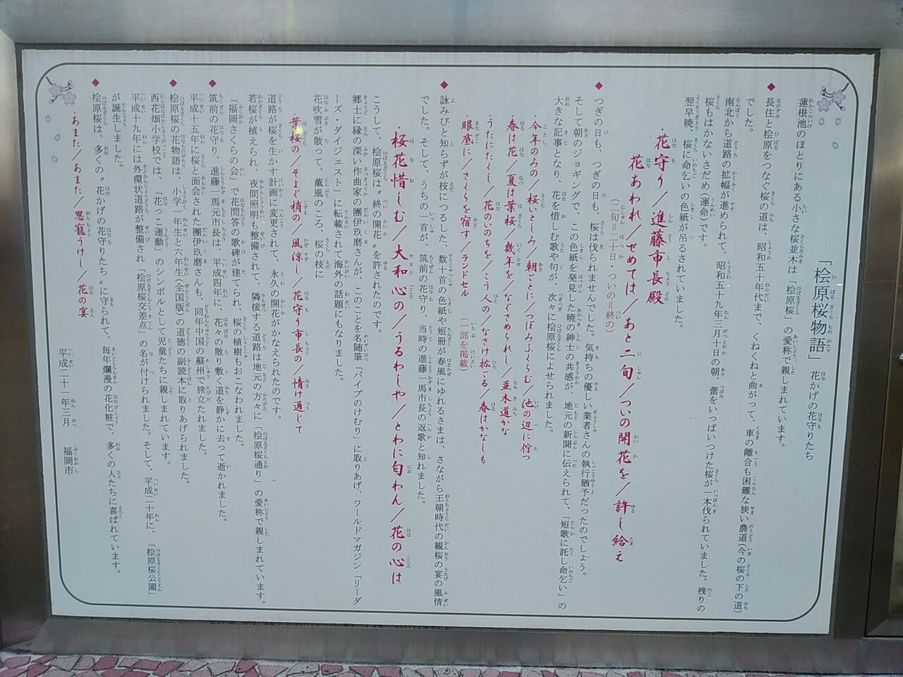 福岡花見 桧原桜公園 風に吹かれて 福岡花見 桧原桜公園 風に吹かれて