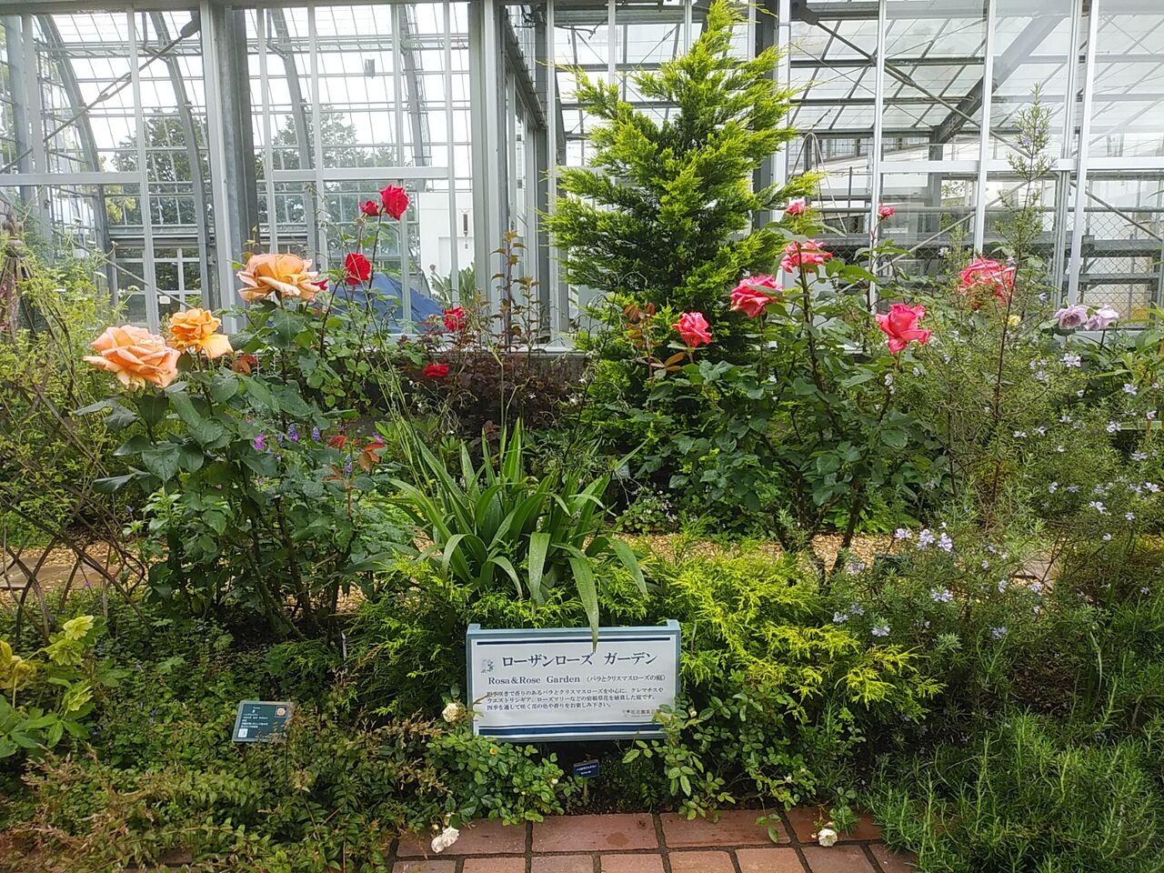 ローザンローズガーデン 花畑園芸公園 風に吹かれて