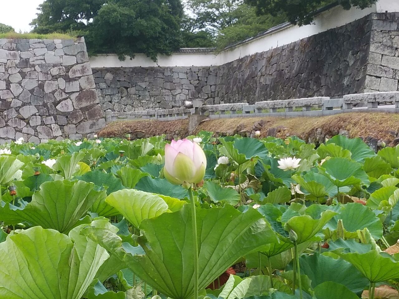 ハスの花 風に吹かれて