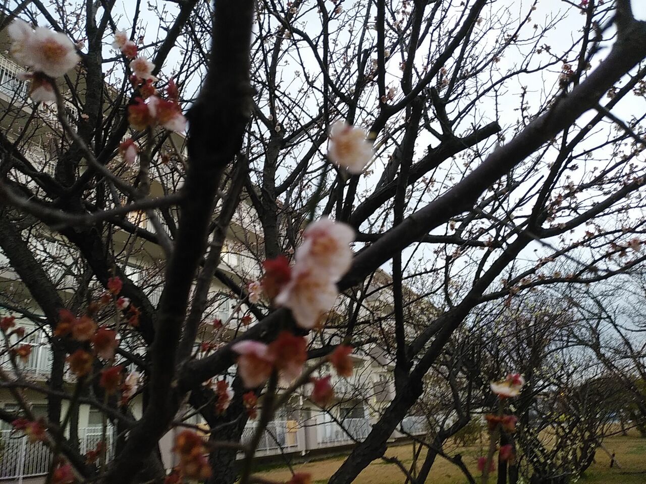 別名 梅 の の 花
