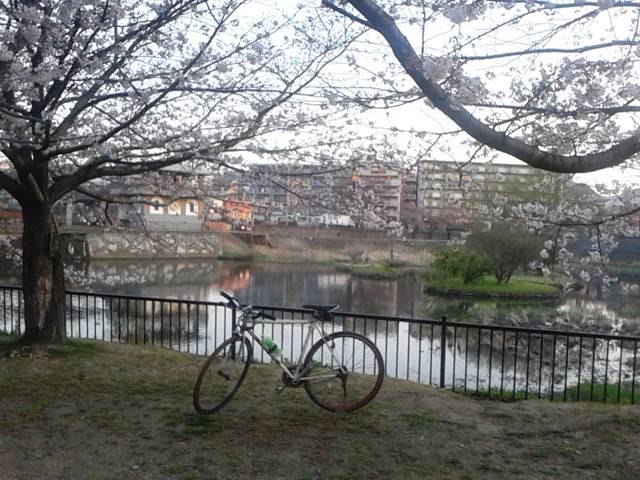 福岡花見 野間大池公園 風に吹かれて