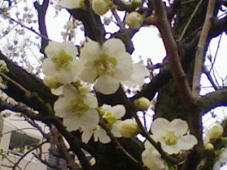 出羽海の墓 風に吹かれて