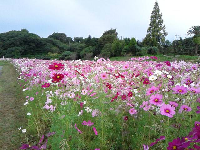 コスモス 西郷川花園 風に吹かれて