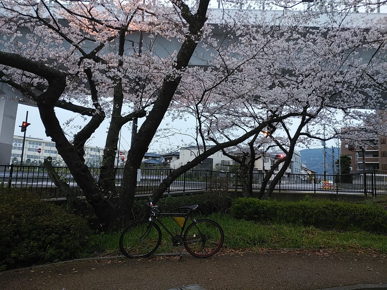福岡花見 桧原桜公園 風に吹かれて 福岡花見 桧原桜公園 風に吹かれて