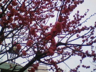 出羽海の墓 風に吹かれて