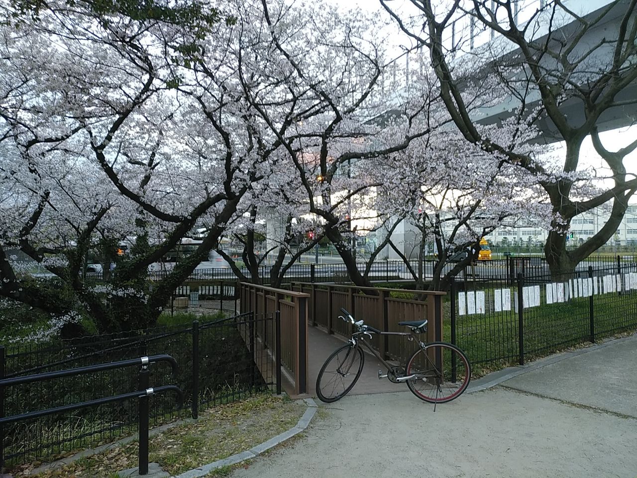 福岡花見 桧原桜公園 風に吹かれて 福岡花見 桧原桜公園 風に吹かれて