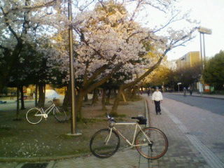 関西花見 長居公園 風に吹かれて