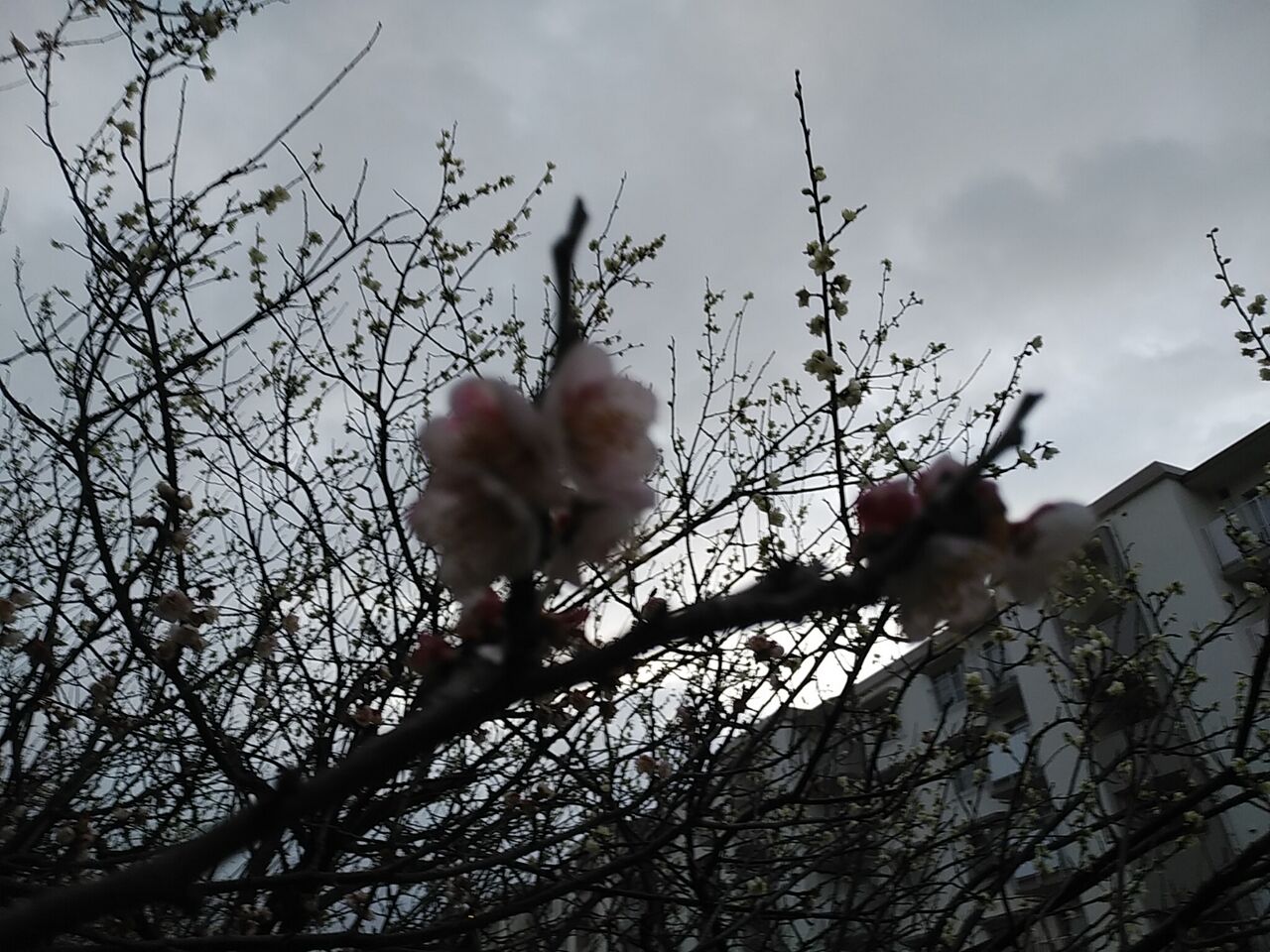 梅の花 風に吹かれて