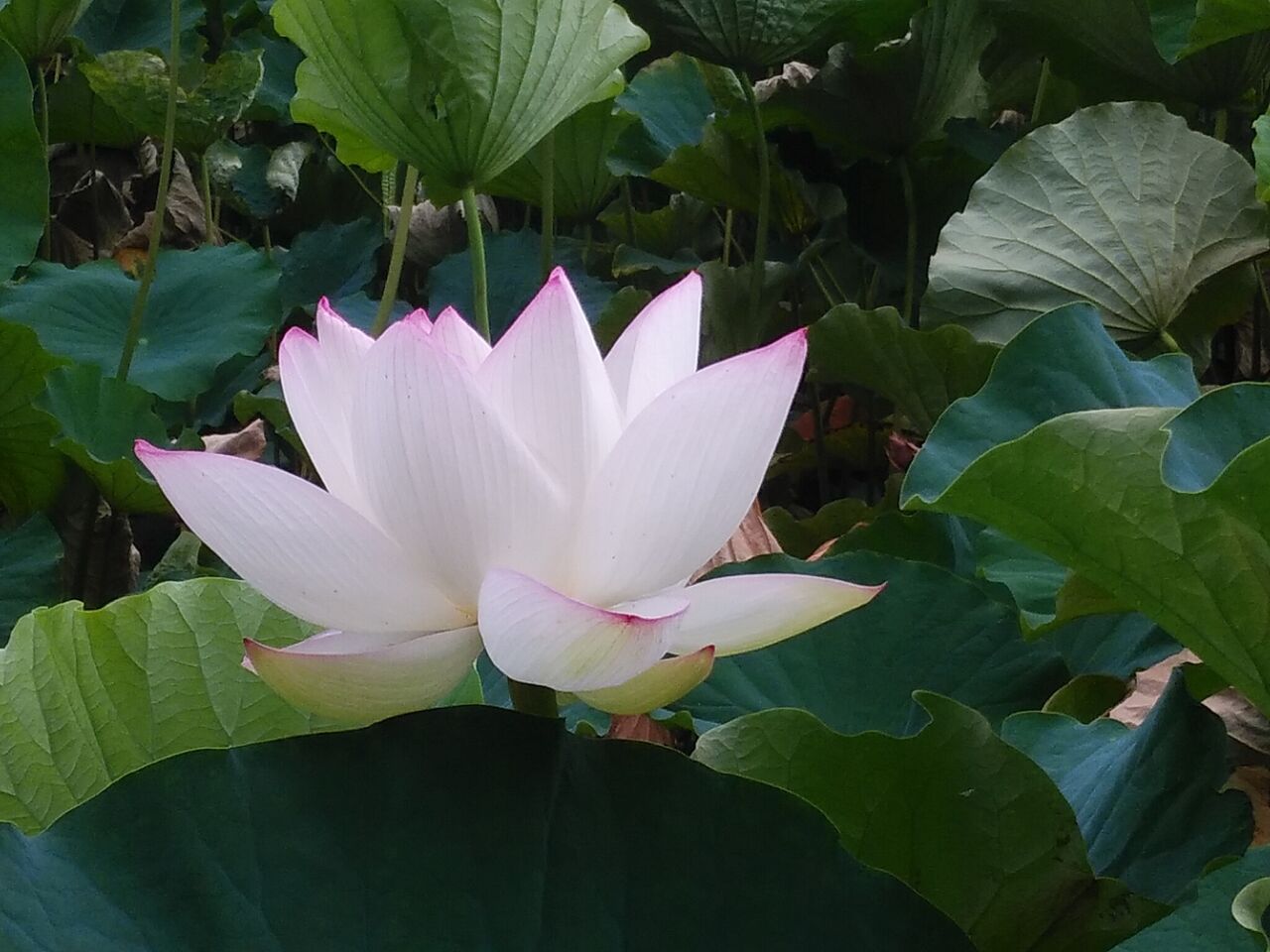 ハスの花 風に吹かれて