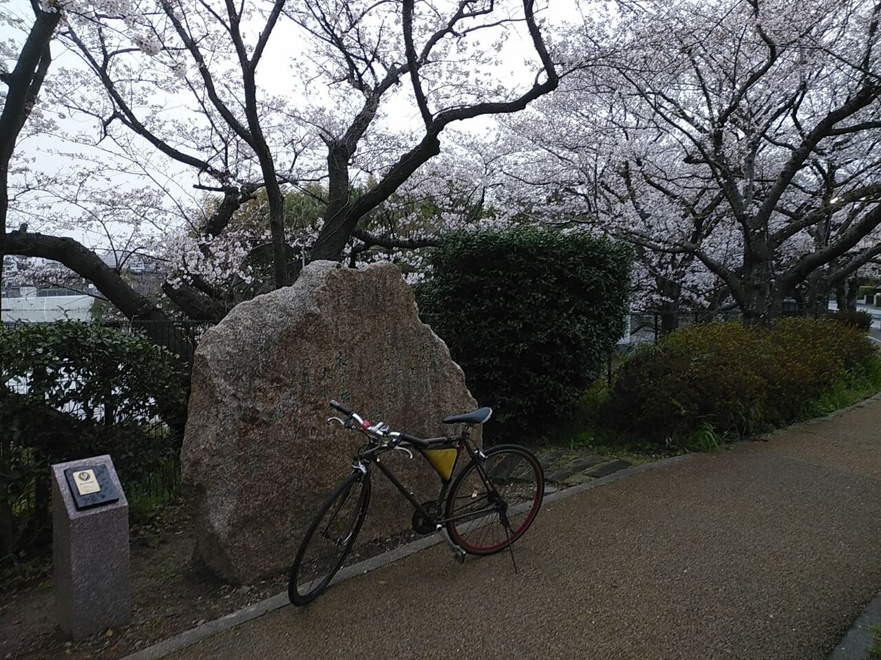 福岡花見 桧原桜公園 風に吹かれて 福岡花見 桧原桜公園 風に吹かれて