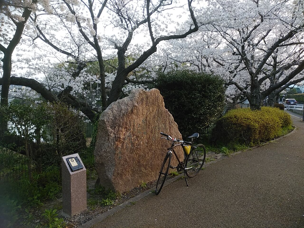 福岡花見 桧原桜公園 風に吹かれて 福岡花見 桧原桜公園 風に吹かれて