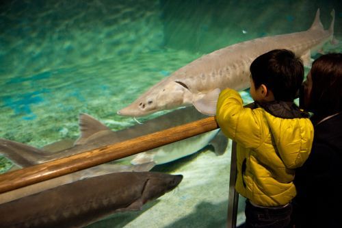 琵琶湖博物館 あやぼー日記