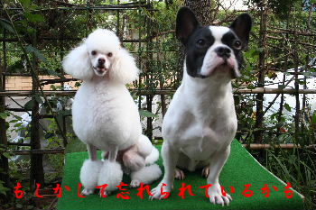 �Ф��Ƥ��뤫�ʡ�