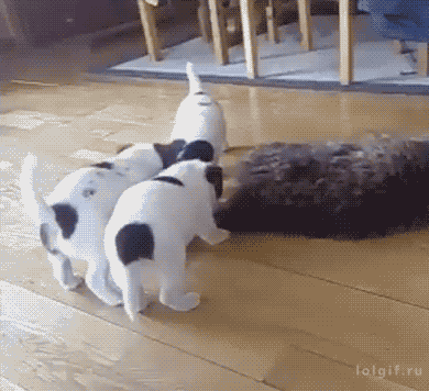 09-funny-gif-275-puppies-vs-cat