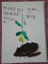 ¥¥å¥¦¥ê