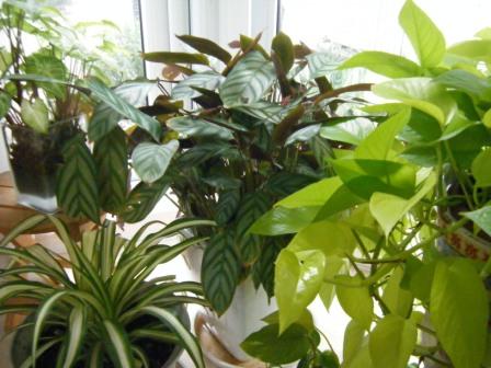 動く観葉植物 青空を求めて From Shanghai 動く観葉植物 青空を求めて From Shanghai