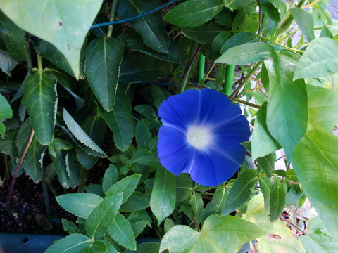 朝顔 開花2019 (5)