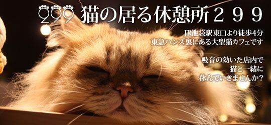 猫カフェ初体験 出会った猫ちゃんの虜になってきました 花柄シュリケンblog