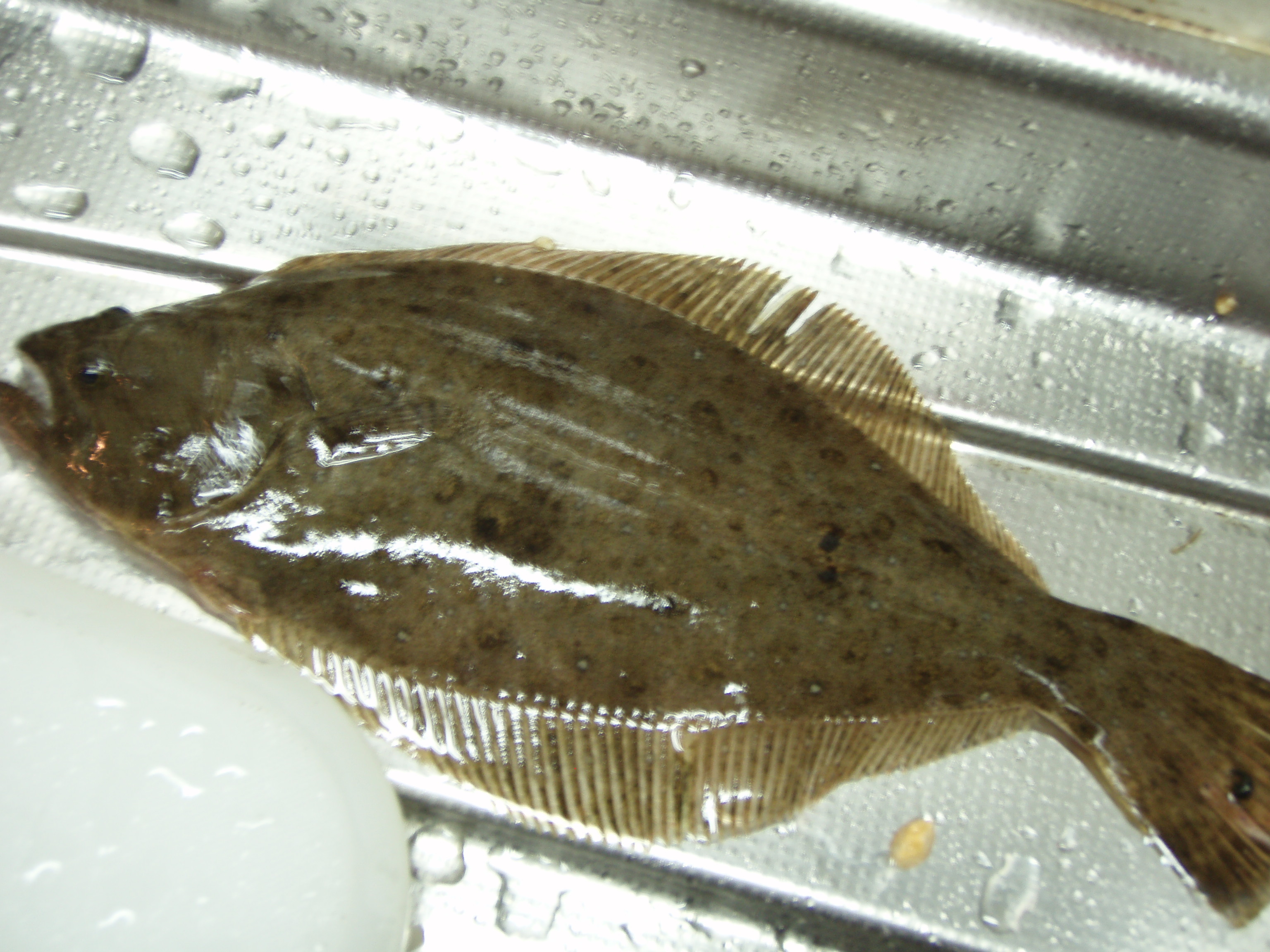 左ヒラメに右カレイ ぺぇさんのひとりごと