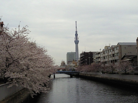 20110408kikukawabashi