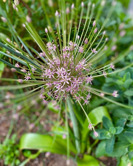 flower may 2020