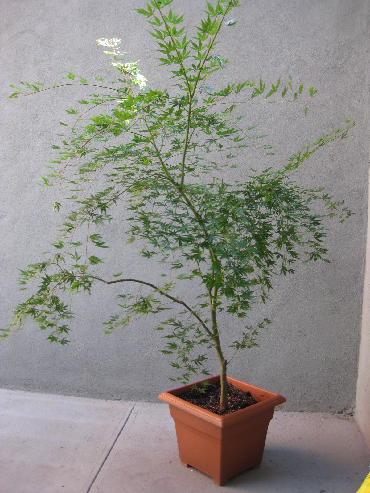 もみじの木がやってきた 彩子のブルックリン徒然記