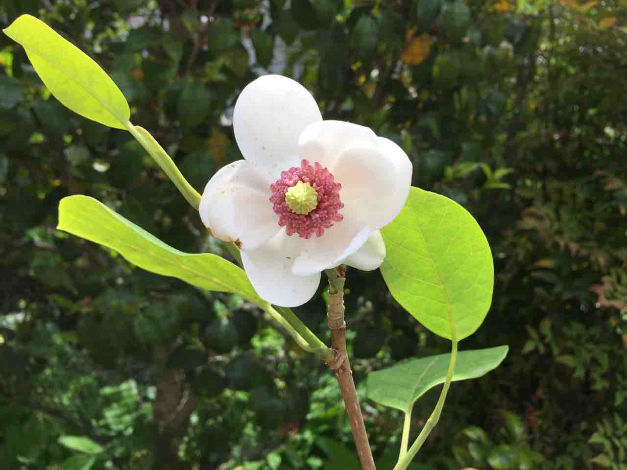 庭でオオヤマレンゲが咲きました 大阪の目医者の旅と庭の日記