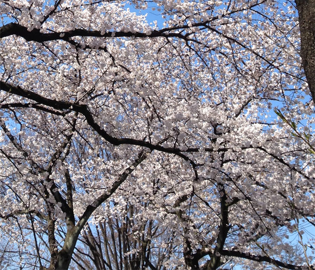 sakura3