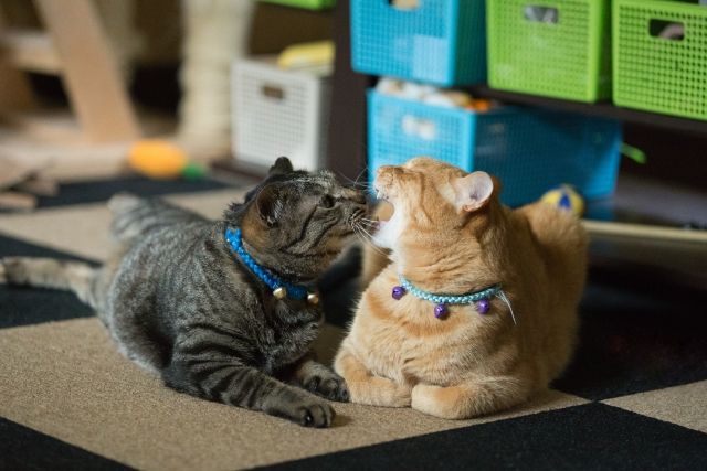 cat6