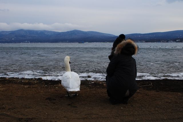 swan