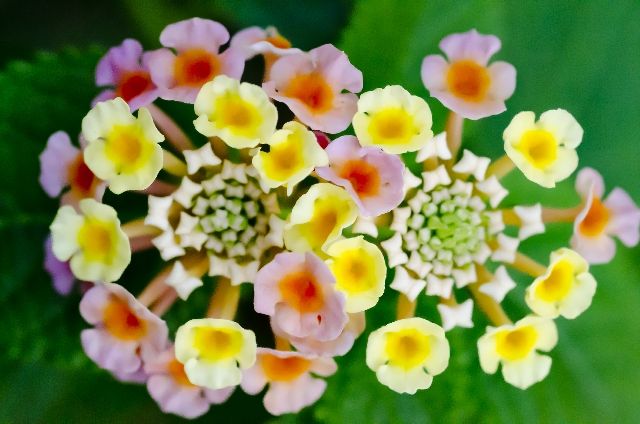 lantana