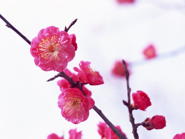 ume1