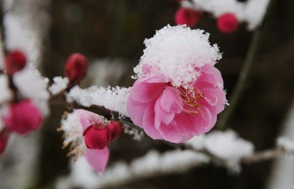 ume6