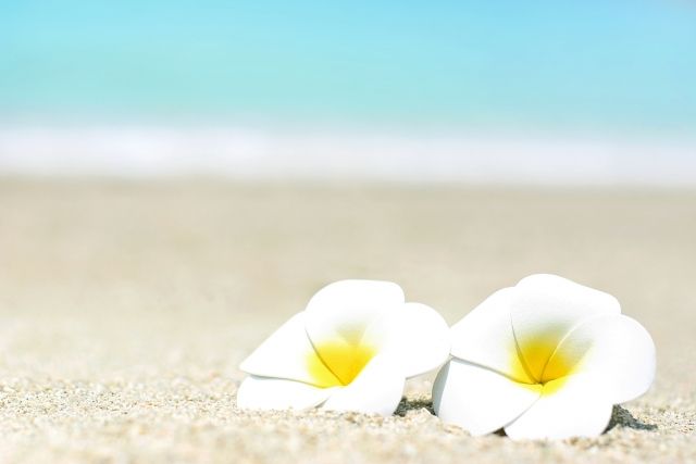 frangipani