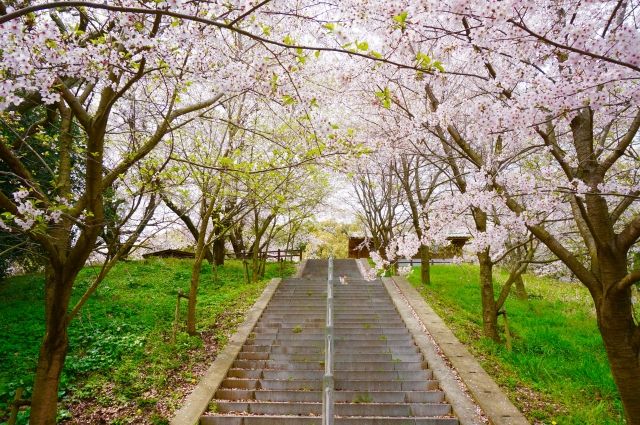 桜階段人生の壁