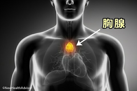 thymus-location